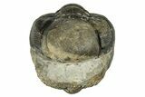 Wide, Enrolled Austerops Trilobite - Morocco #224247-2